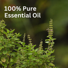 Load image into Gallery viewer, Aroma Treasures Basil (Tulsi) Essential Oil (10ml)