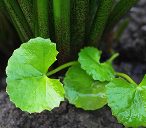Ingredient Image