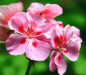 Ingredient Image