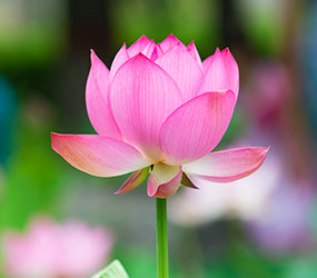 Ingredient Image
